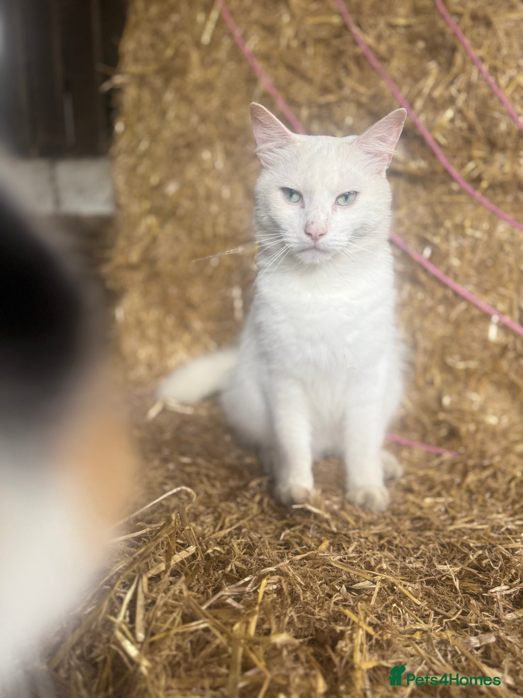 Siamese cats for sale: Two left reduced to find good homes !!!!  - Image 17