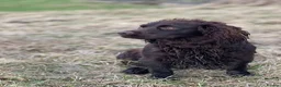 Cocker Spaniel dogs for sale: Fabulous working cocker spaniel - Advert 5