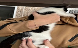 Mixed Breed cats for sale: Kittens 2 males 1 female for sale  - Image 11