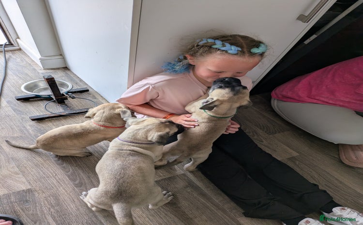 Bullmastiff dogs - Advert 1