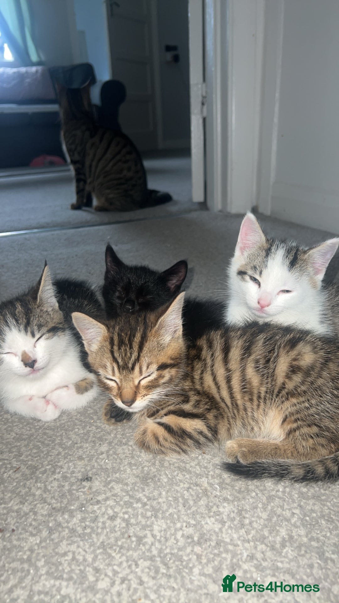 Mixed Breed cats for sale: Kittens  - Advert 7