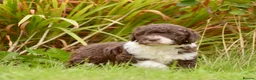 Spanish Water Dog dogs for sale: KC Spanish Water Dog Pups-Coastal Raised with ENS  - Advert 30