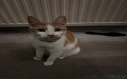 Mixed Breed cats for sale: Litter of 4 cats  - Image 1