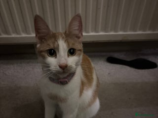 Mixed Breed cats - Advert 17