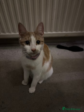 Mixed Breed cats - Advert 8