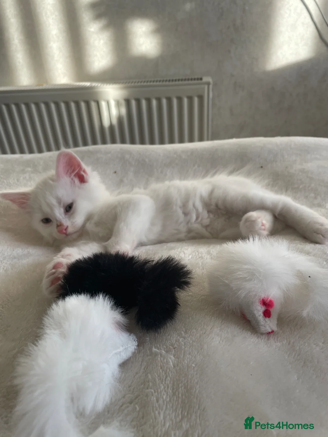 Mixed Breed cats for sale: White kitten  in Wirral - Advert 2