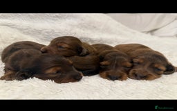 Miniature Dachshund dogs for sale: Mini long hair dapple dachshunds - Image 3