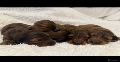 Miniature Dachshund dogs - Advert 9