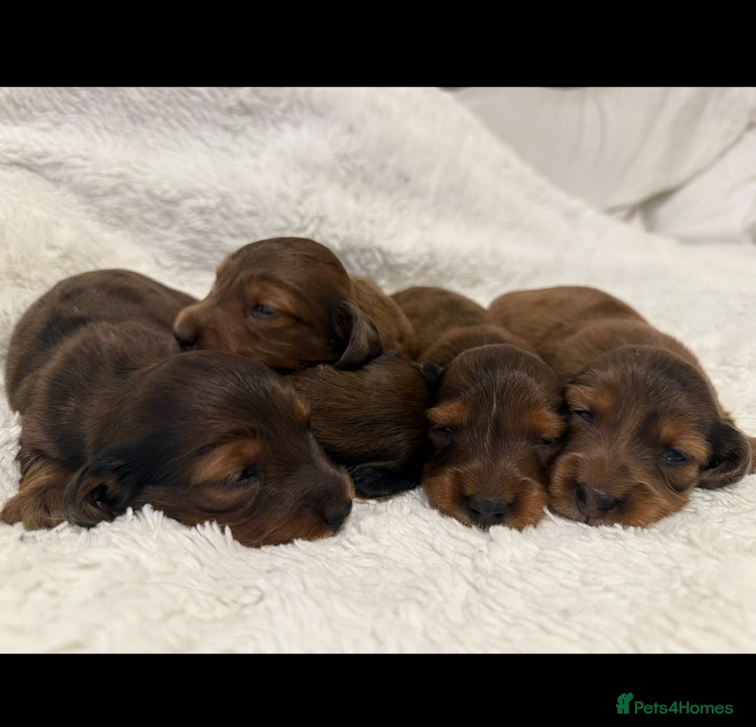 Miniature Dachshund dogs for sale: Mini long hair dapple dachshunds - Image 3
