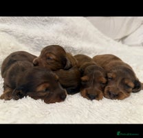 Miniature Dachshund dogs - Advert 10