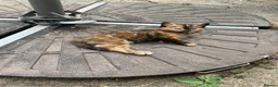 Mixed Breed cats for sale: Calico kitten  - Advert 2
