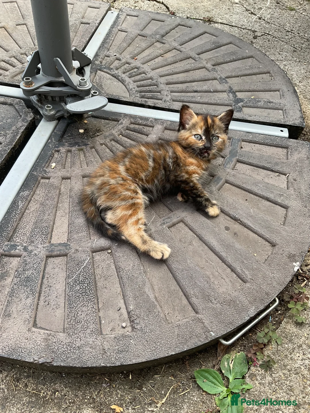 Mixed Breed cats for sale: Calico kitten  - Advert 2