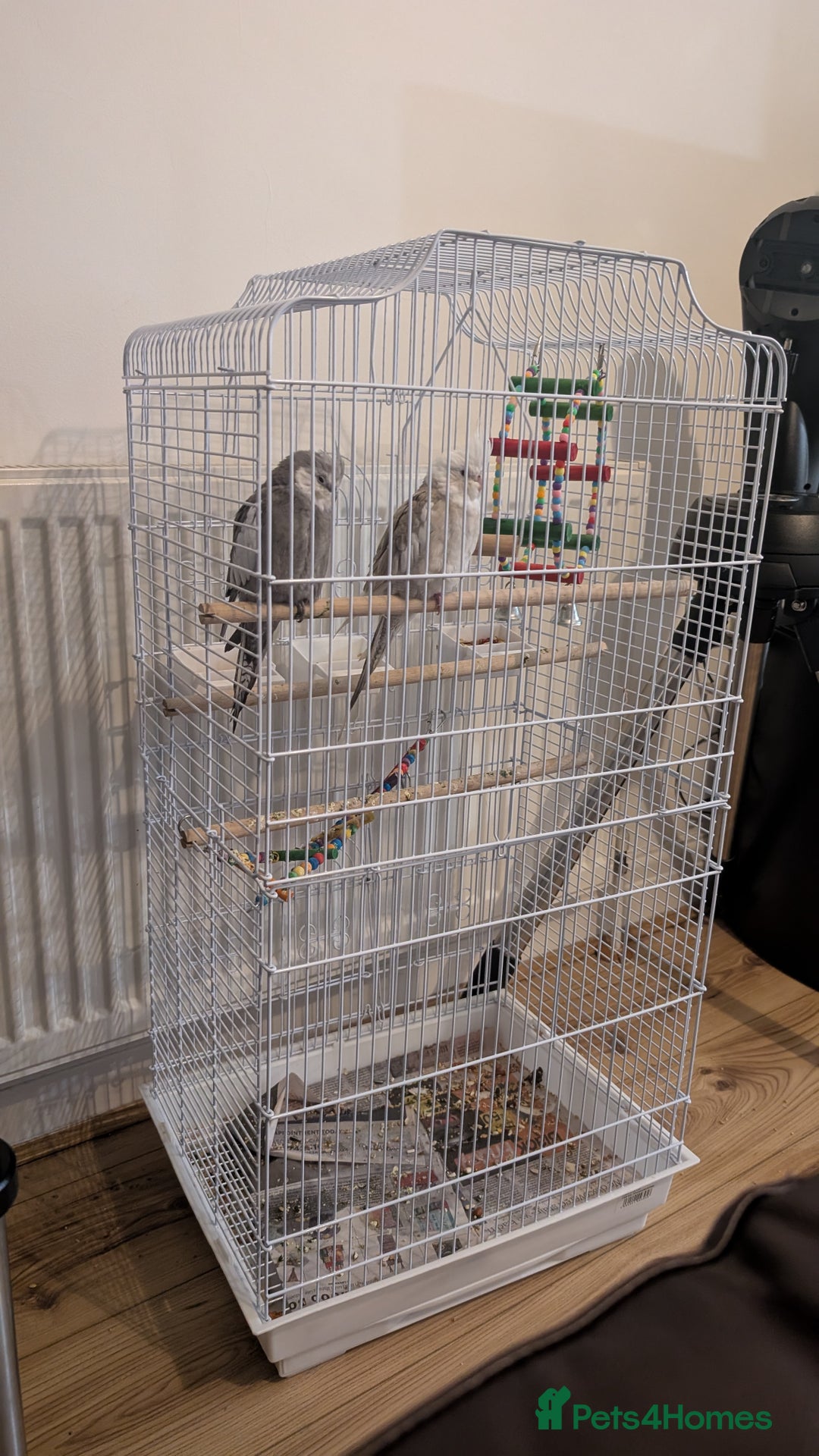 Cockatiels birds for sale: Cockatiel birds  - Advert 4