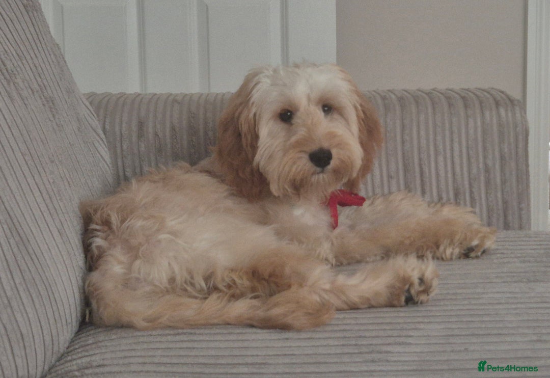 Cavapoo dogs for sale: 6 months old cavapoo girl for sale - Image 3