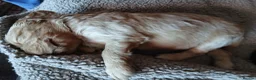 Cocker Spaniel dogs for sale: Show x working Cocker spaniel puppies Liver/golden - Advert 10