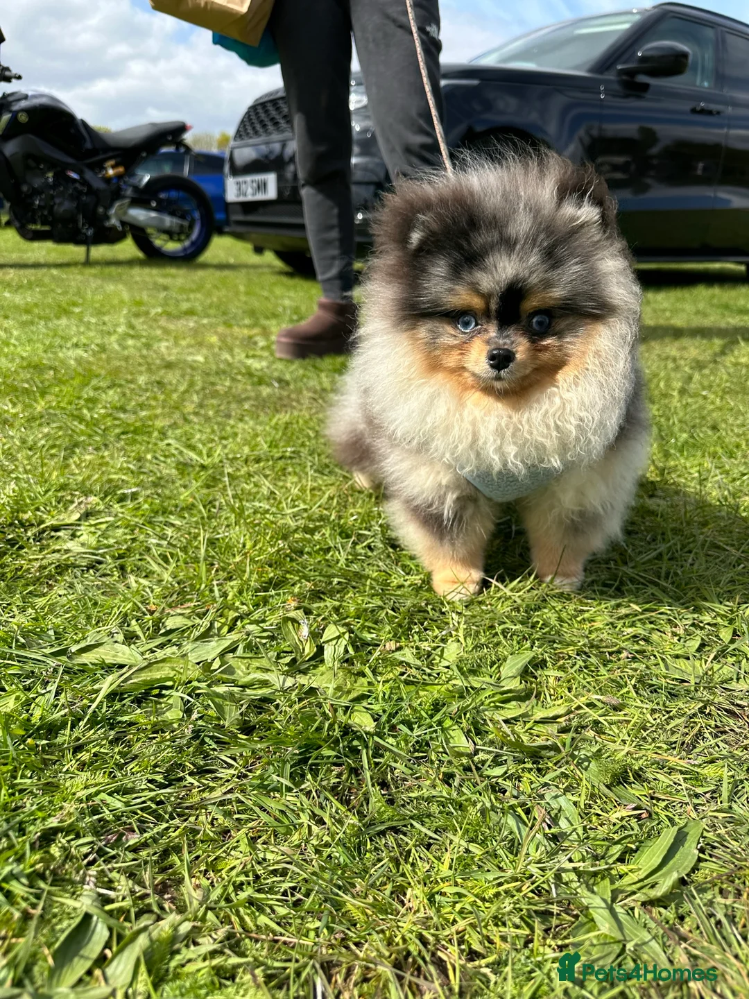 Pomeranian dogs for stud: PERFECT MERLE STUD🌎 experienced ✅ proven✅ in Wolverhampton - Advert 5