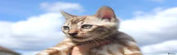 Bengal cats for sale: Unique Line Bengals Expected  - Advert 15
