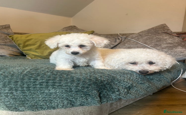 Bichon Frise dogs - Advert 3