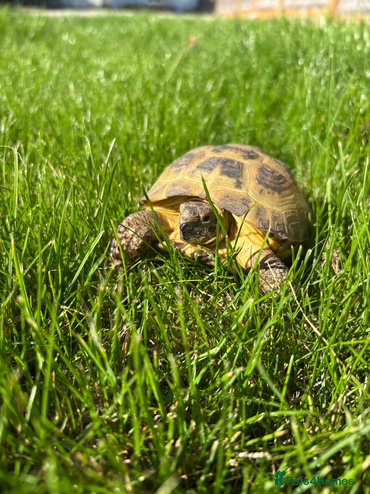 Tortoise reptiles Horsefield tortoise  - Advert 1