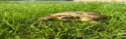 Tortoise reptiles for sale: Horsefield tortoise  in Hessle - Advert 1