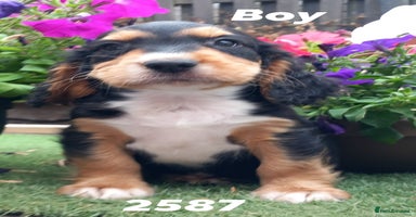 Cocker Spaniel dogs - Advert 15