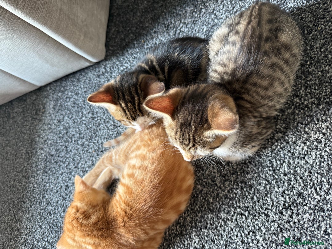 Domestic Shorthair cats for sale: BEAUTIFUL, FRIENDLY KITTENS FOR SALE!!🐈❤️ - Image 4