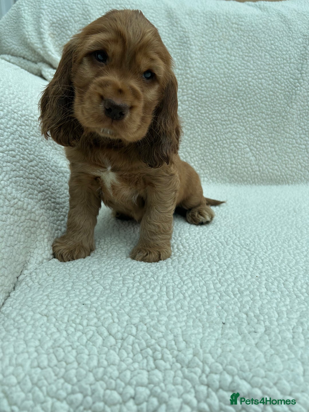 Cocker Spaniel dogs for sale: READY NOW KC Reg.Show Cocker Spaniels  - Image 6