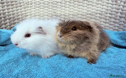 Guinea Pig rodents for sale: Pair of Guinea pig sows - Image 3