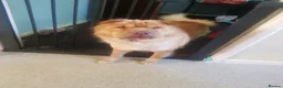 Shar Pei dogs for sale: bearcoat Shar Pei looking for forever home - Advert 2