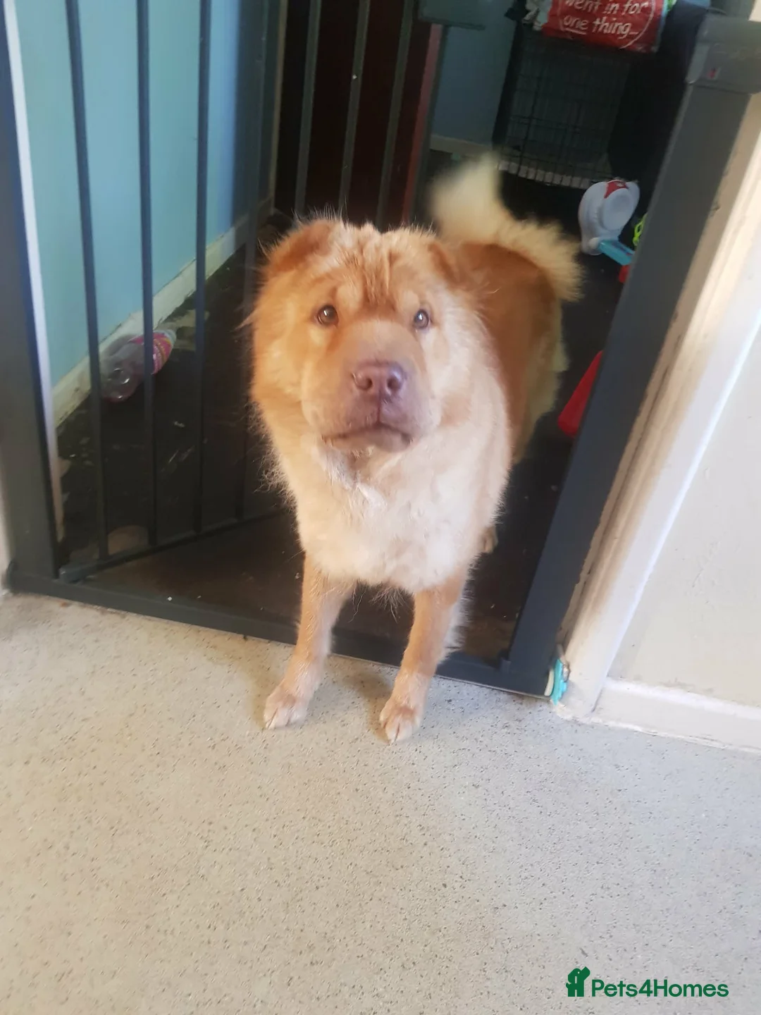 Shar Pei dogs for sale: bearcoat Shar Pei looking for forever home - Advert 2