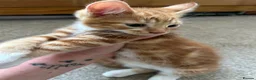 Domestic Shorthair cats for sale: Two stunning ginger kittens for sale.  in Basingstoke - Advert 18