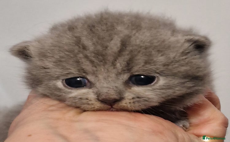 British Shorthair cats - Advert 13