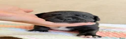 Staffordshire Bull Terrier dogs for sale: Gorgeous staffordshire bull terrier puppies - Advert 28