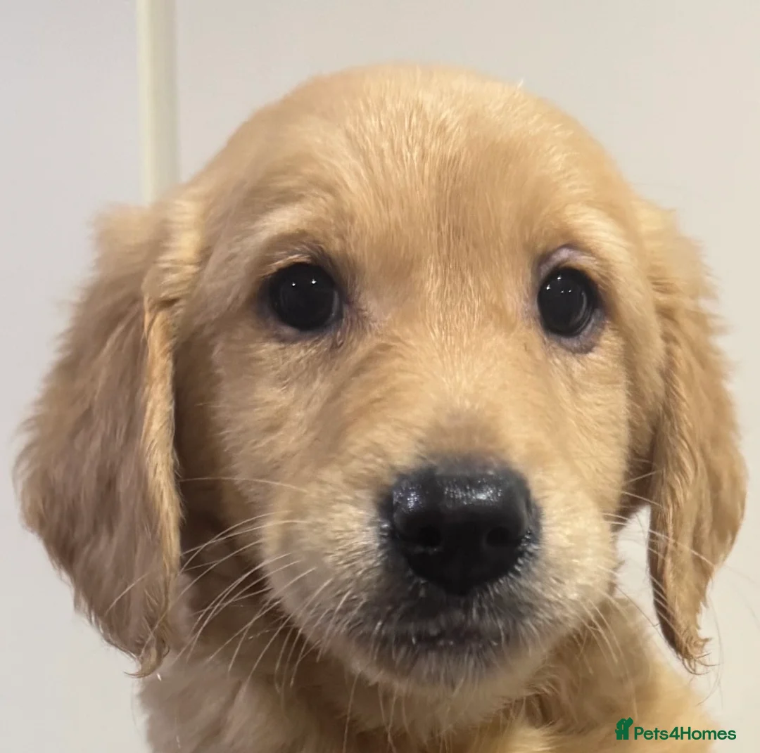 Mini Goldendoodle dogs for sale: Health-checked Happy Fluffy Puppies - Advert 17