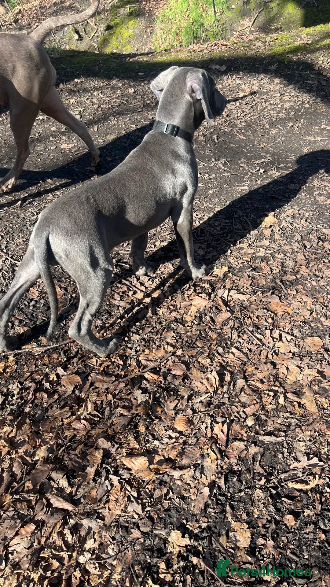 Weimaraner dogs for sale: Weimaraner puppy bitch  - Advert 3