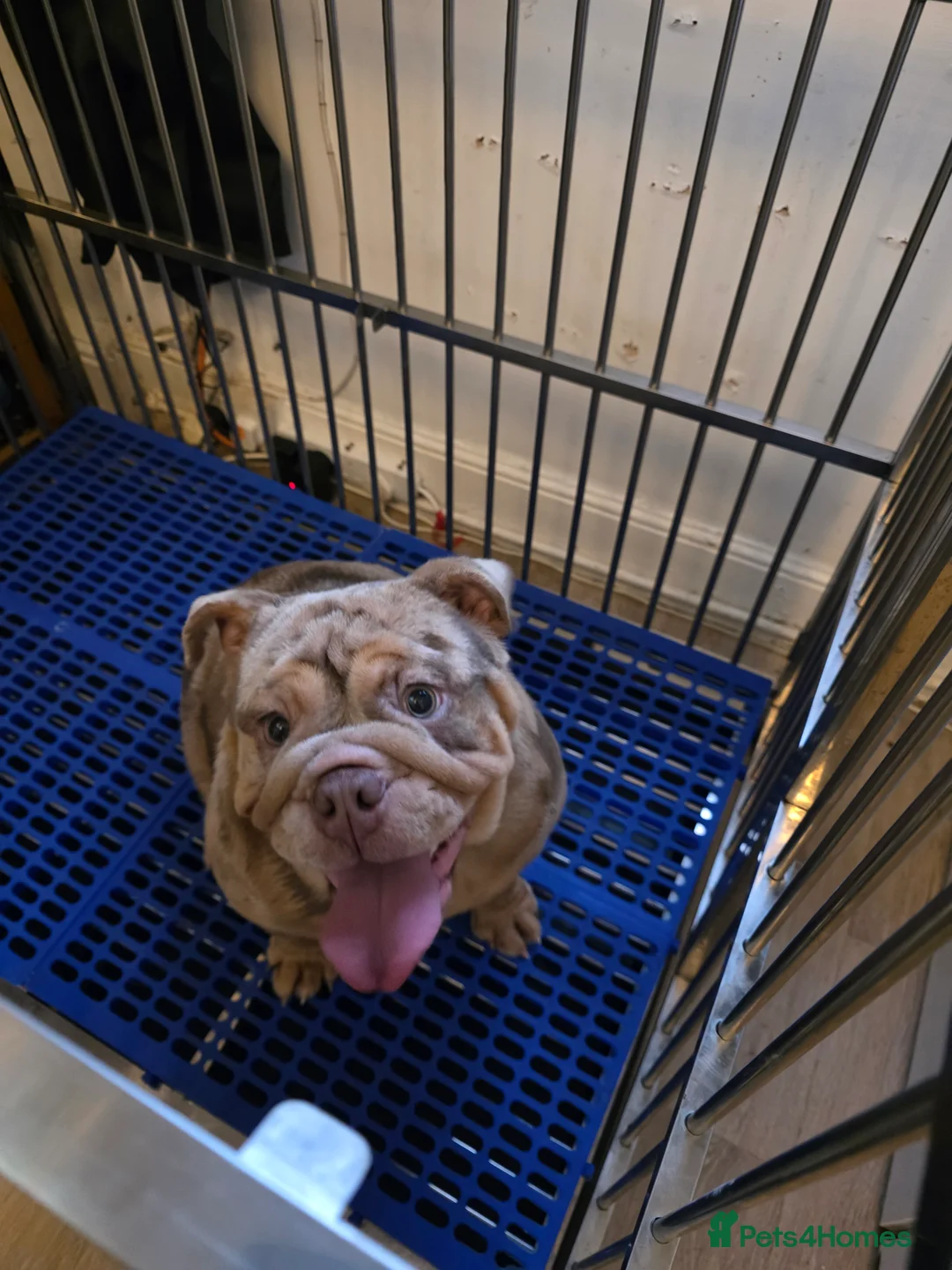 English Bulldog dogs for sale: Mr Muscle x Leo daughter  - Advert 5