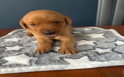 Labrador Retriever dogs for sale: 9 Red Fox Labradors - 3 male 6 female.  - Image 10
