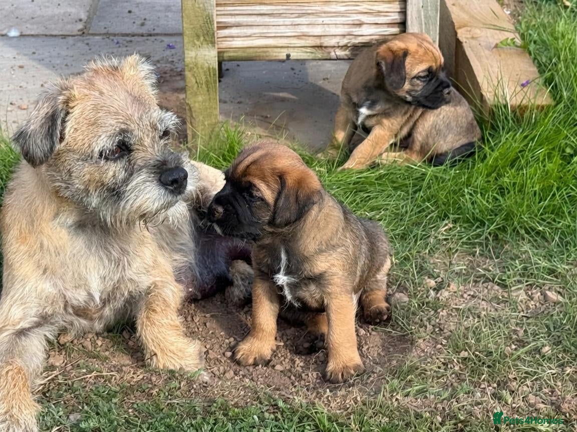 Border Terrier dogs Three Border Terrier Boys Looking for Forever Home - Advert 2