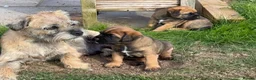 Border Terrier dogs for sale: Three Border Terrier Boys Looking for Forever Home in Seahouses - Advert 1