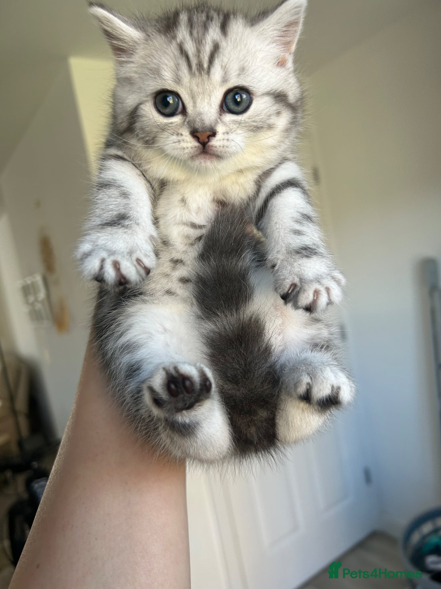 British Shorthair cats Tabby British shorthair kittens  - Advert 18