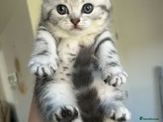 British Shorthair cats Tabby British shorthair kittens - Advert 18