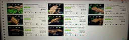 Gecko reptiles for sale: Beautiful Crested Gecko's ready for new homes  - Advert 8