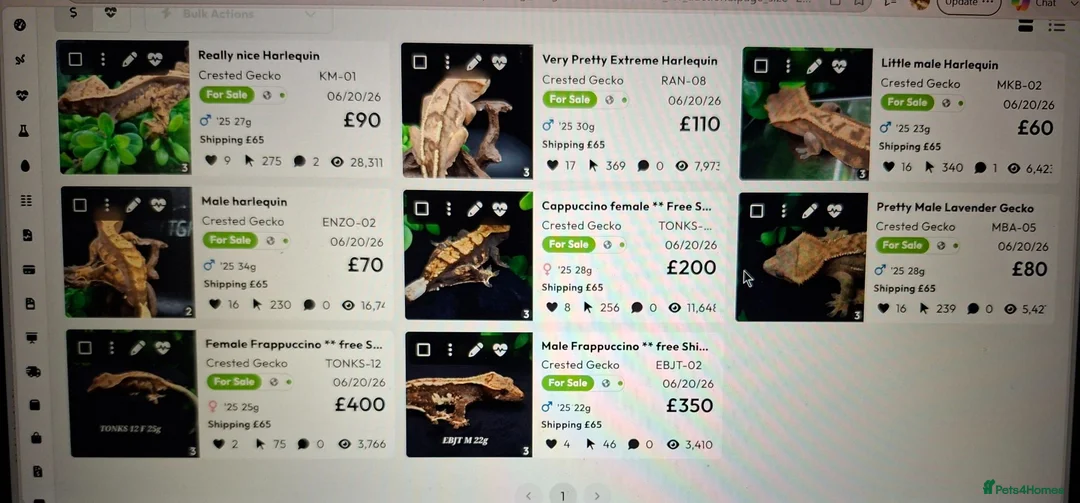 Gecko reptiles for sale: Beautiful Crested Gecko's ready for new homes  - Advert 8