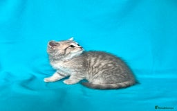 British Shorthair cats for sale: 🐾Purebred BSH kittens🐾 - Image 30