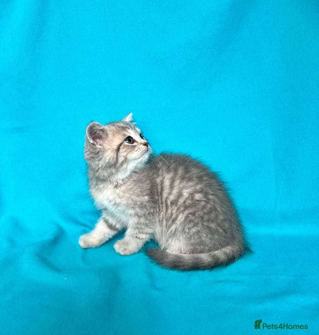 British Shorthair cats for sale: 🐾Purebred BSH kittens🐾 - Image 30