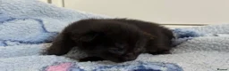 Mixed Breed cats for sale: 7 Long Haired Black Kittens - Advert 11