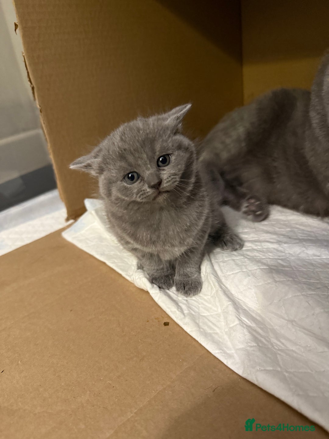 Scottish Fold cats for sale: LAST Scottish straight girl left - Advert 11