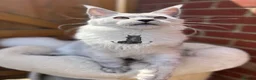 Maine Coon cats for sale: Exceptional cat kitten Maine coon XXL black smoke - Advert 2
