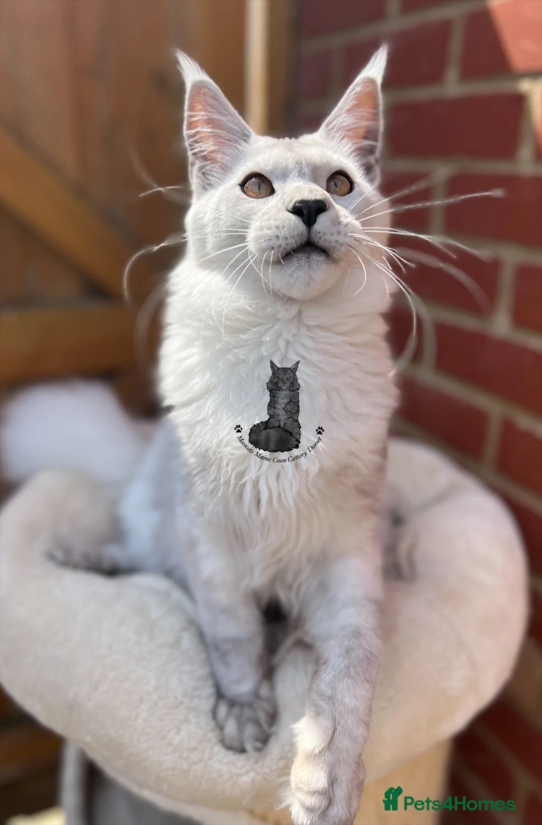 Maine Coon cats for sale: Exceptional cat kitten Maine coon XXL black smoke - Advert 2