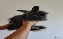 Angora rabbits for sale: Stunning Luxury Angora Rabbits - Image 6